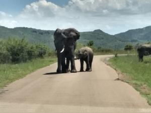 Elefant mit Jungtier